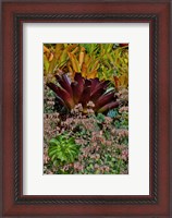 Framed Bromeliad Planting On Hillside, Upcountry, Maui, Hawaii