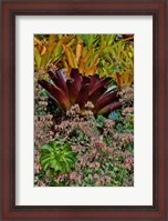 Framed Bromeliad Planting On Hillside, Upcountry, Maui, Hawaii