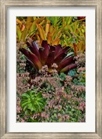 Framed Bromeliad Planting On Hillside, Upcountry, Maui, Hawaii