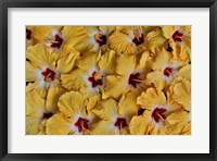 Framed Yellow Hibiscus Flower Grouping, Maui, Hawaii