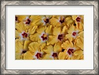 Framed Yellow Hibiscus Flower Grouping, Maui, Hawaii