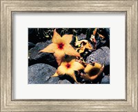 Framed Starfish Flowers, Hawaii