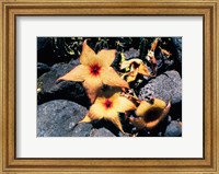 Framed Starfish Flowers, Hawaii