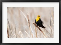 Framed Idaho, Market Lake Wildlife Management Area, Yellow-Headed Blackbird On Cattail