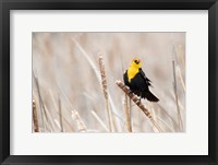 Framed Idaho, Market Lake Wildlife Management Area, Yellow-Headed Blackbird On Cattail