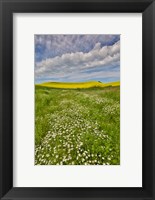 Framed Large Field Of Canola On The Washington State And Idaho Border Near Estes, Idaho