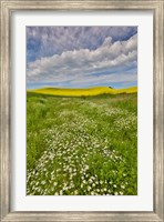 Framed Large Field Of Canola On The Washington State And Idaho Border Near Estes, Idaho