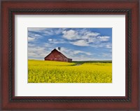 Framed Red Barn In Canola Field Near Genesee, Idaho,