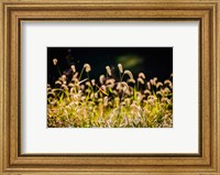 Framed Backlit Grass Seedhead