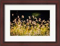 Framed Backlit Grass Seedhead