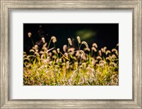 Framed Backlit Grass Seedhead