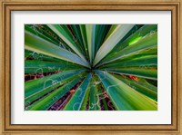 Framed Close-Up Of Yucca Plant Leaves