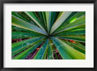 Framed Close-Up Of Yucca Plant Leaves