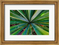Framed Close-Up Of Yucca Plant Leaves