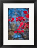 Framed Red Leaves On Tree Branch Against Blue Sky