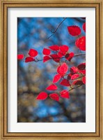 Framed Red Leaves On Tree Branch Against Blue Sky