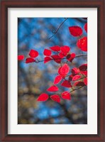 Framed Red Leaves On Tree Branch Against Blue Sky