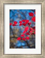 Framed Red Leaves On Tree Branch Against Blue Sky
