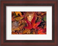 Framed Fall Foliage