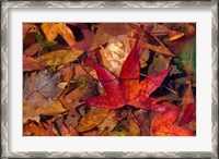 Framed Fall Foliage