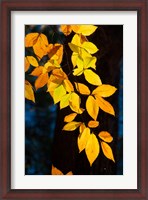 Framed Sunlight Filtering Through Colorful Fall Foliage