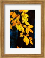 Framed Sunlight Filtering Through Colorful Fall Foliage