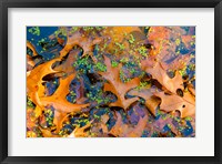 Framed Fallen Fall Foliage In Pond Among Aquatic Plants