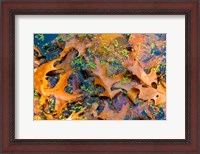 Framed Fallen Fall Foliage In Pond Among Aquatic Plants