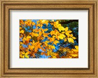 Framed Sunlight Filtering Through Colorful Fall Foliage 1