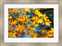 Framed Sunlight Filtering Through Colorful Fall Foliage 1