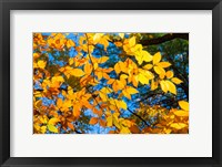 Framed Sunlight Filtering Through Colorful Fall Foliage 1