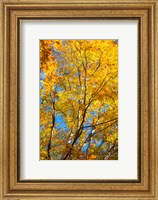 Framed Sunlight Filtering Through Colorful Fall Foliage 2