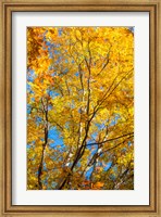 Framed Sunlight Filtering Through Colorful Fall Foliage 2