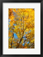 Framed Sunlight Filtering Through Colorful Fall Foliage 2