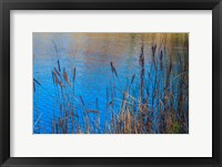 Framed Cattails At Edge Of Lake