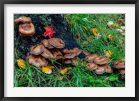 Framed Golden Honey Mushrooms On Oak Trunk, Michigan