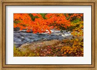 Framed Sturgeon River In Autumn Near Alberta, Michigan