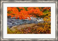 Framed Sturgeon River In Autumn Near Alberta, Michigan