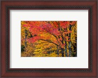 Framed Fall Color On The Keweenaw Peninsula, Michigan