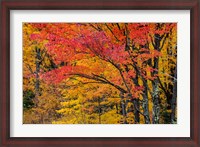 Framed Fall Color On The Keweenaw Peninsula, Michigan