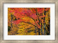 Framed Fall Color On The Keweenaw Peninsula, Michigan