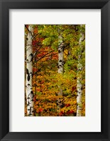 Framed Fall Color On The Keweenaw Peninsula, Michigan