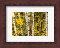 Framed Michigan, Upper Peninsula, Fall Colors