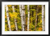 Framed Michigan, Upper Peninsula, Fall Colors