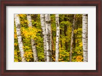 Framed Michigan, Upper Peninsula, Fall Colors