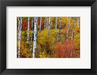 Framed Aspen Grove In Peak Fall Colors In Glacier National Park, Montana