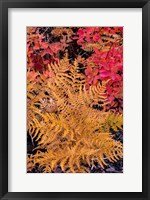 Framed Autumn Ferns And Ground Cover, Glacier National Park, Montana