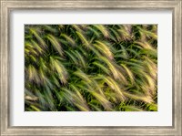 Framed Close-Up Of Foxtail Barley, Medicine Lake National Wildlife Refuge, Montana
