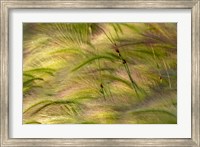 Framed Close-Up Of Foxtail Barley, Medicine Lake National Wildlife Refuge, Montana