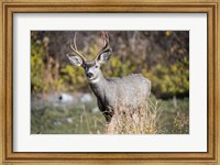 Framed Mule Deer Buck At National Bison Range, Montana